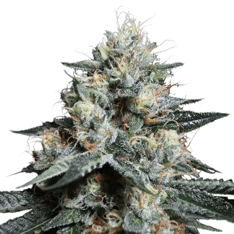 Lava Freeze - Imagem 3