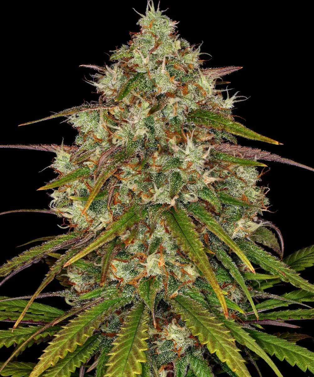 Liberty Haze - Imagem 3