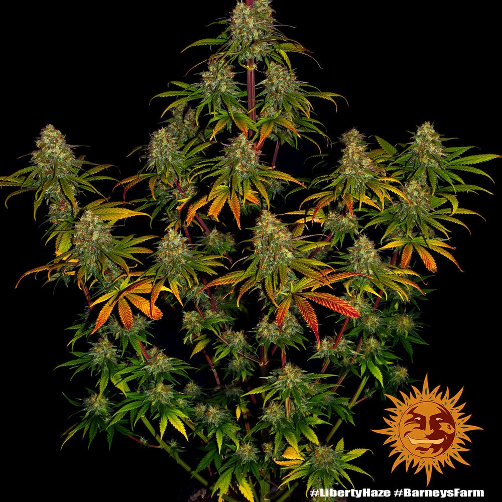 Liberty Haze - Imagem 2