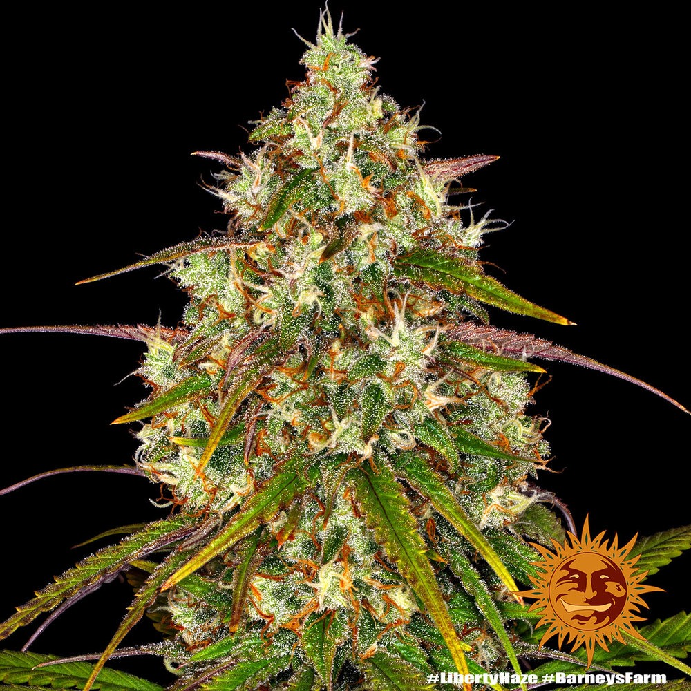 Liberty Haze - Imagem 4