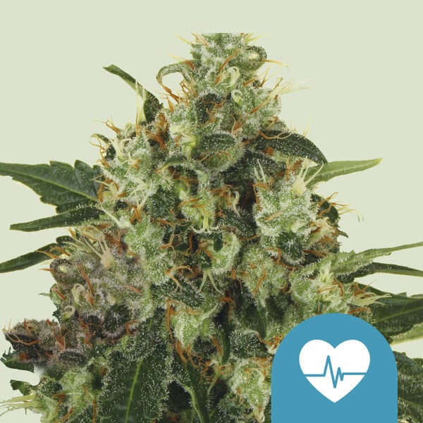 Medical Mass Cbd - Imagem 2