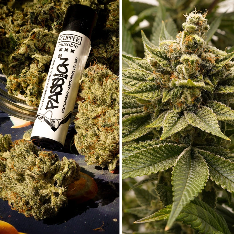 Melonade Runtz - Imagem 2