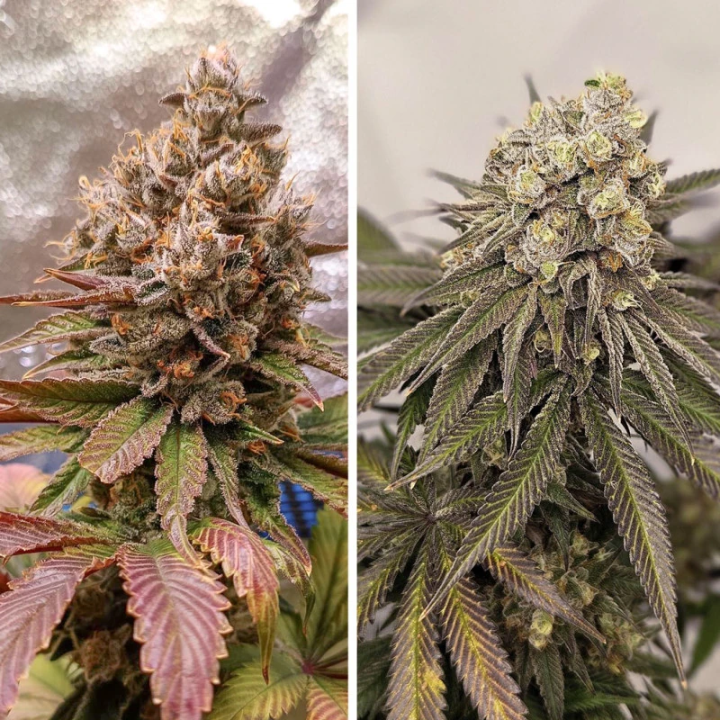 Melonade Runtz - Imagem 3