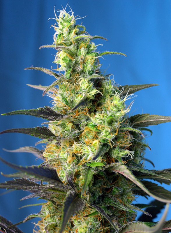 Sweet NYC Diesel CBD - Imagem 3