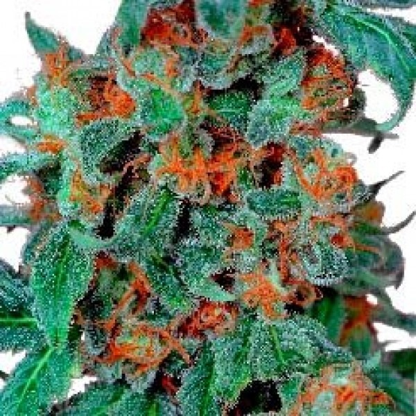 Orange OG - Imagem 2