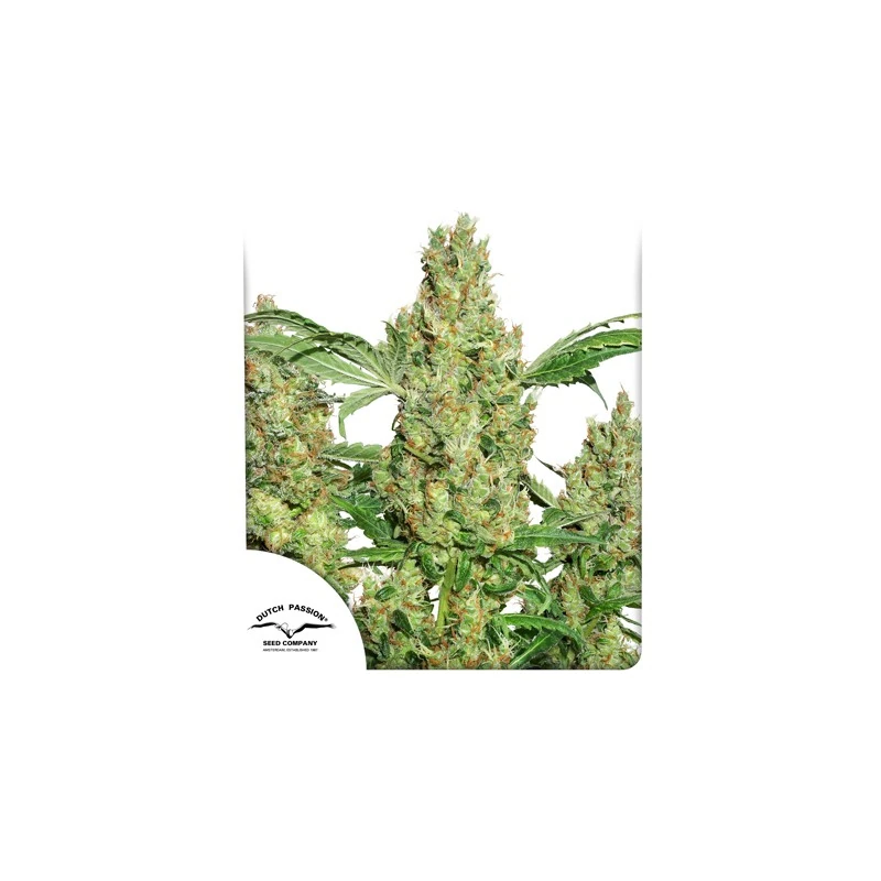 Power Plant - Imagem 4