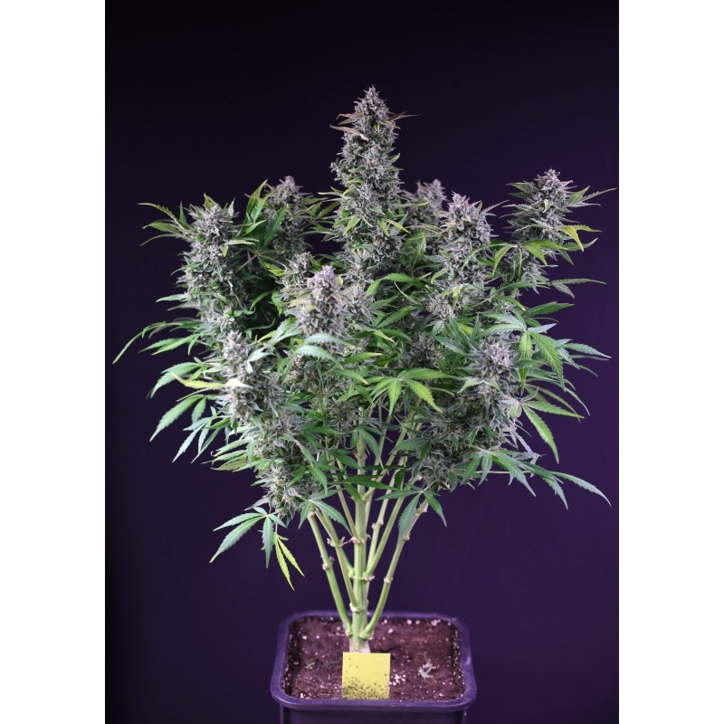 Purple OG Punch - Imagem 3