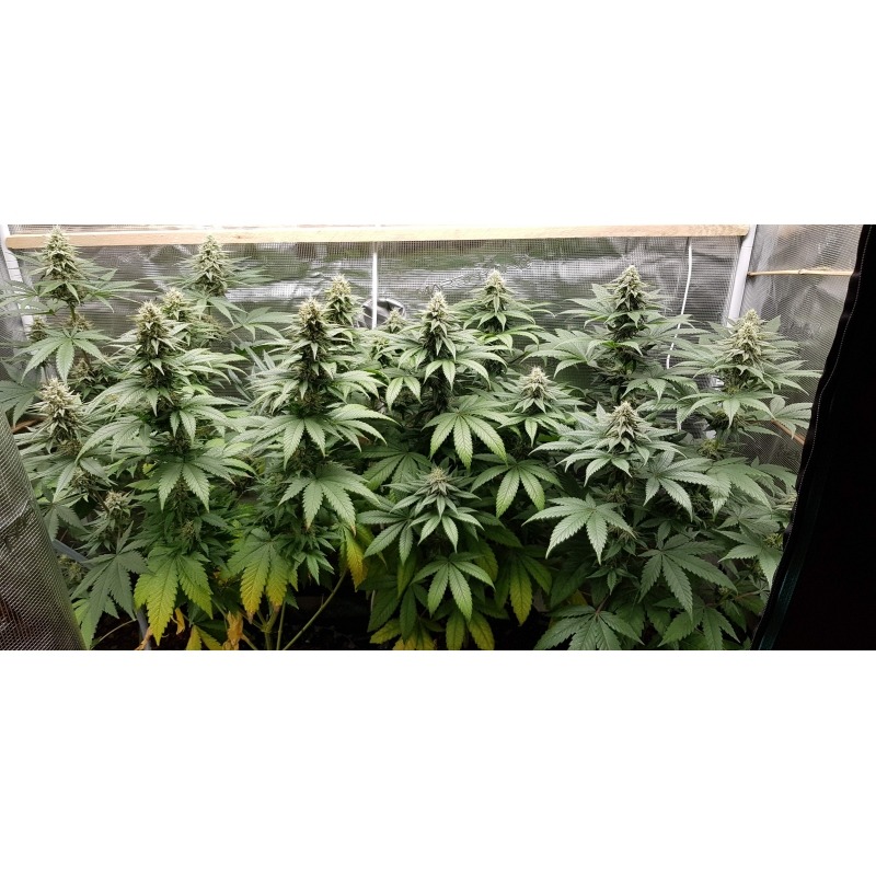 Purple OG Punch - Imagem 4