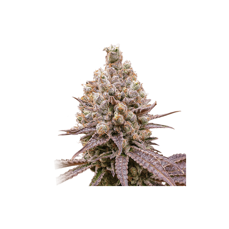 Purple OG Punch - Imagem 5