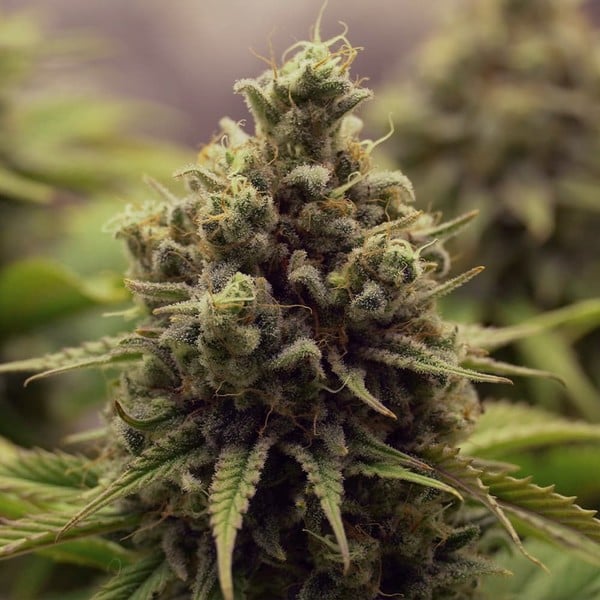 Purple Queen - Imagem 5