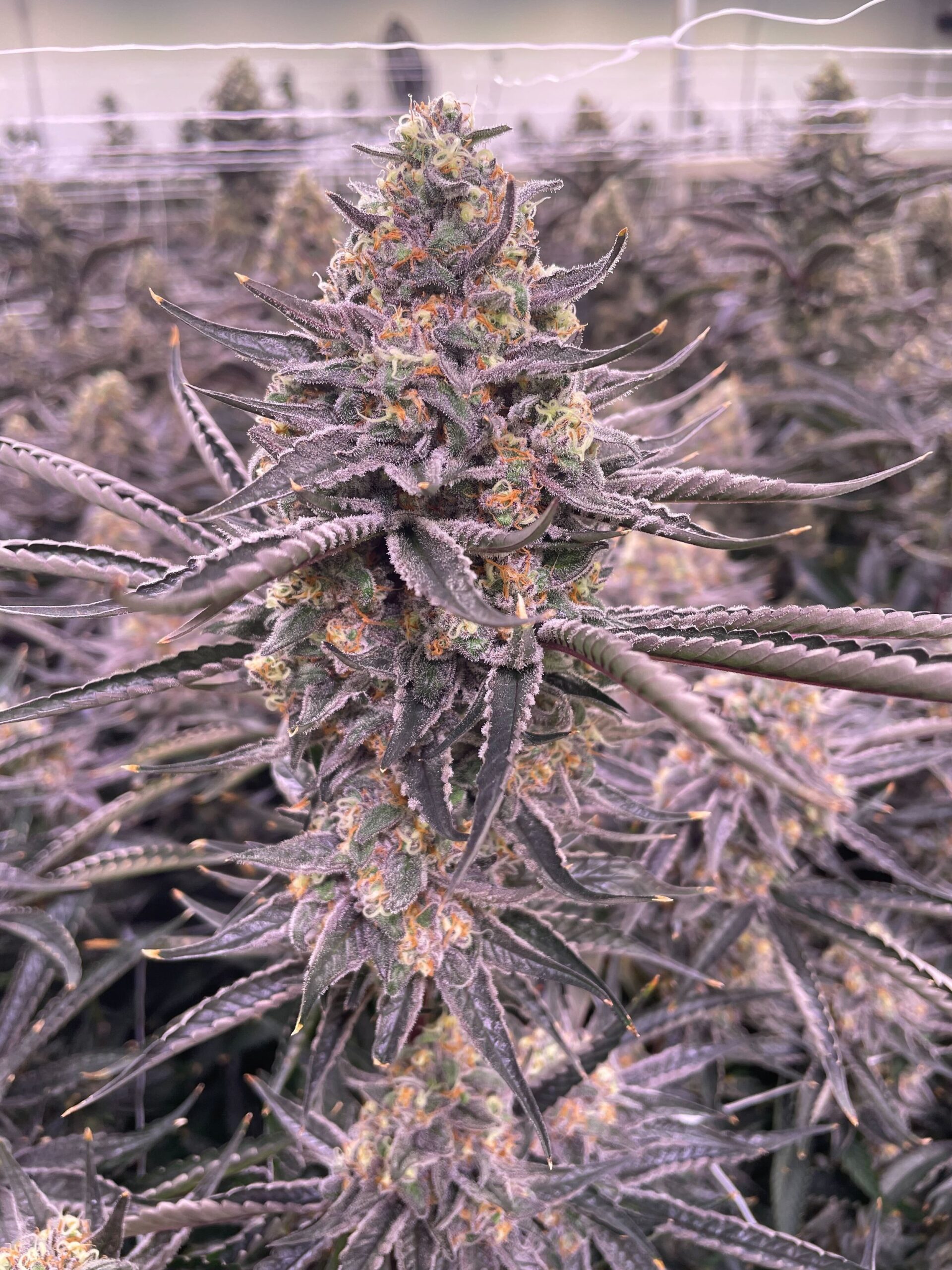 Red Velvet - Imagem 2