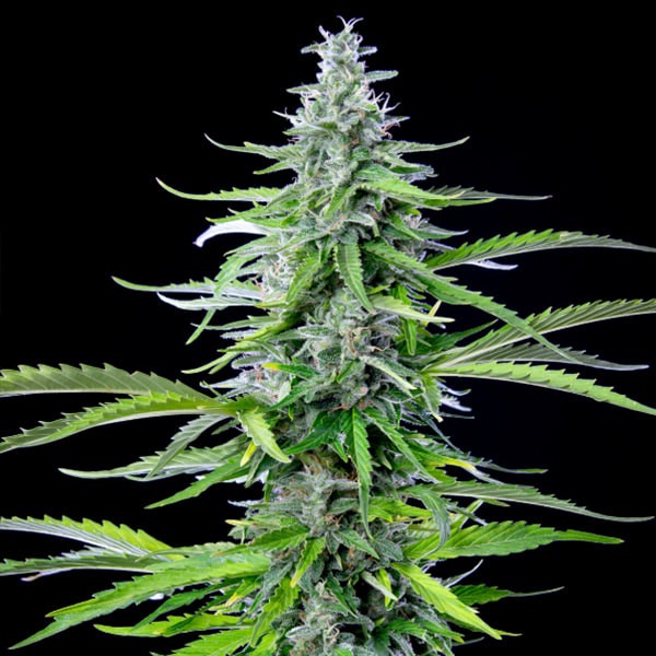 Royal Cookies Auto - Imagem 5