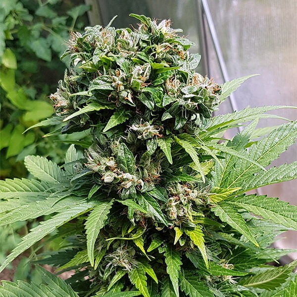 Solomatic CBD auto - Imagem 2