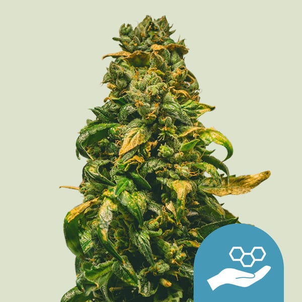 Solomatic CBD auto - Imagem 3