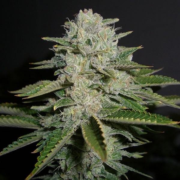 Sour Diesel - Imagem 3