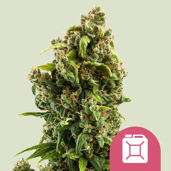 Sour Diesel - Imagem 2