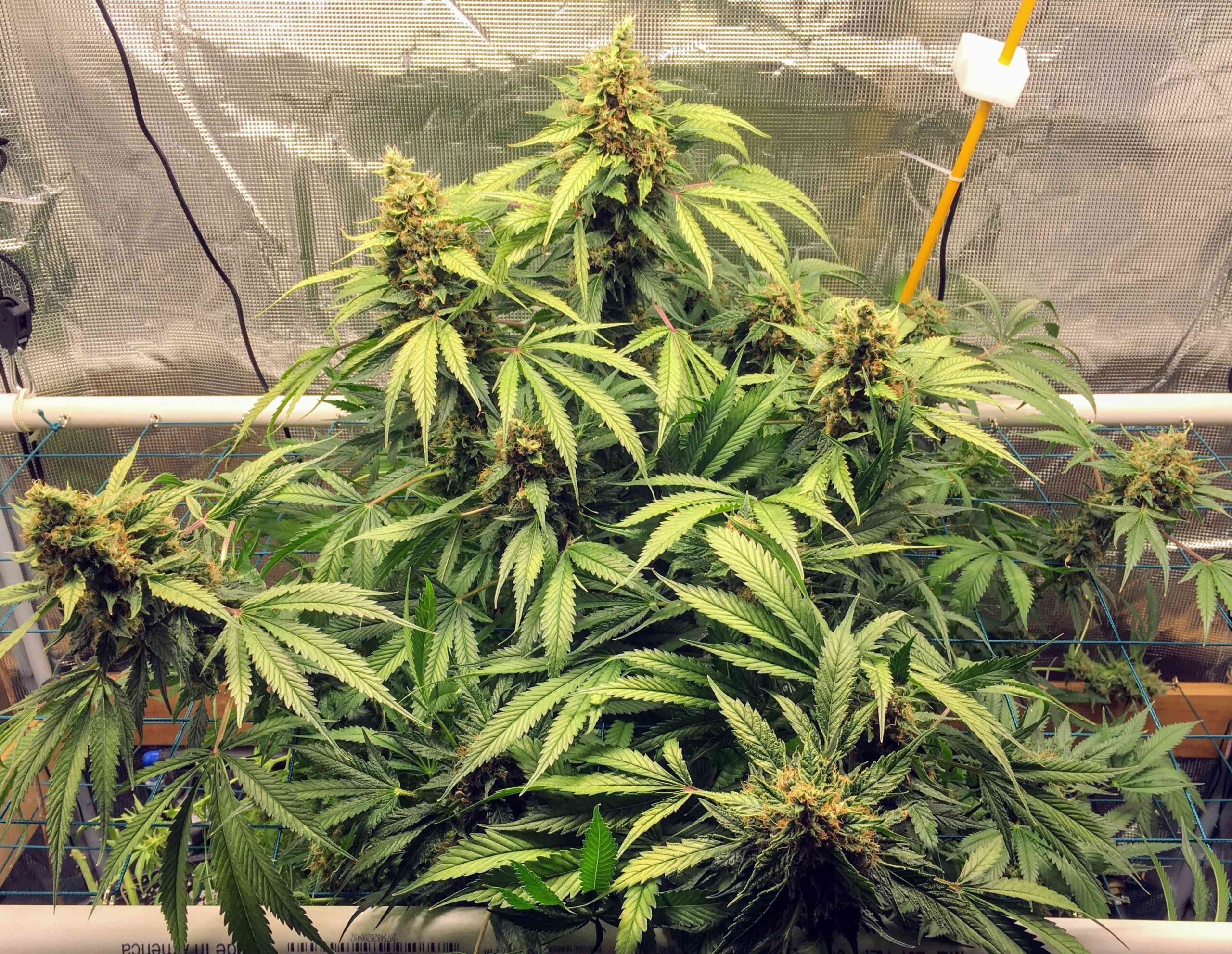 Sour Diesel - Imagem 2