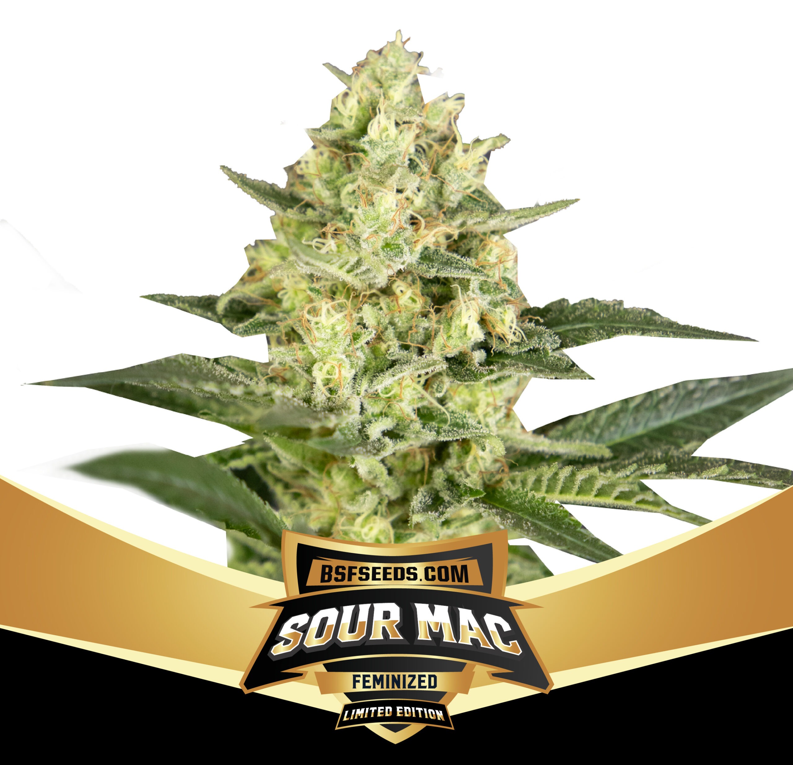 Sour MAC Limited Edition - Imagem 3