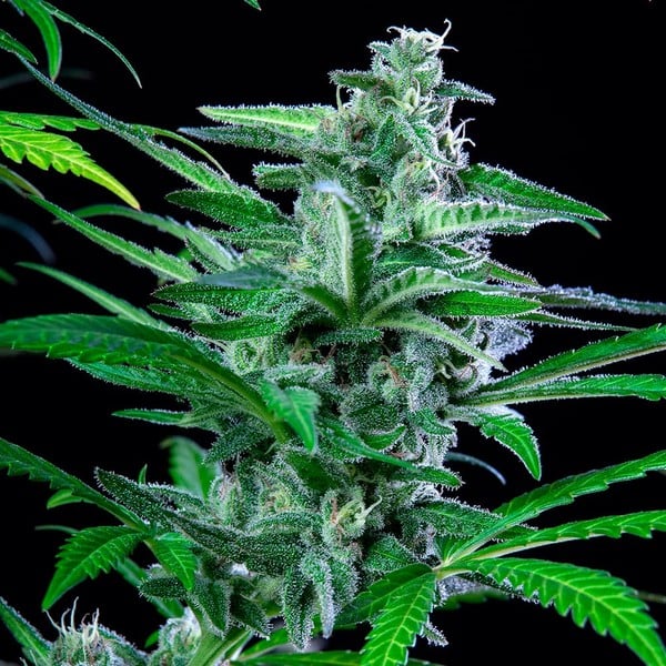 Special Kush #1 - Imagem 3