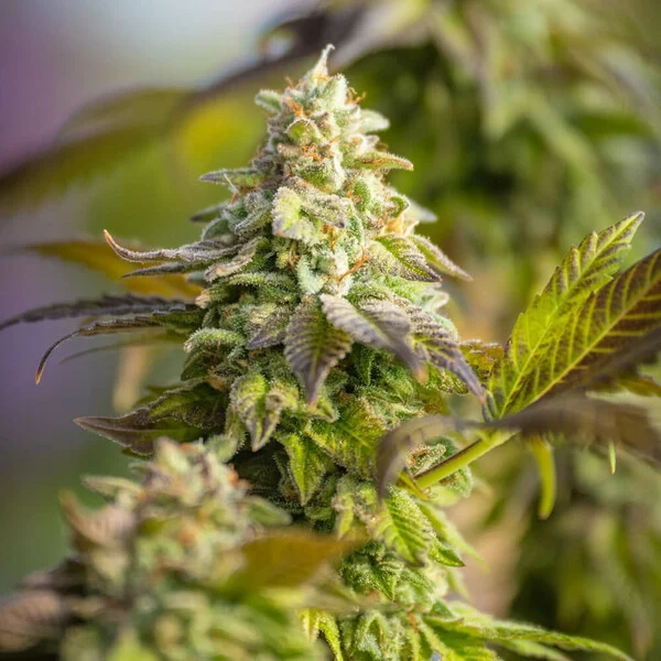 Special Queen #1 - Imagem 4