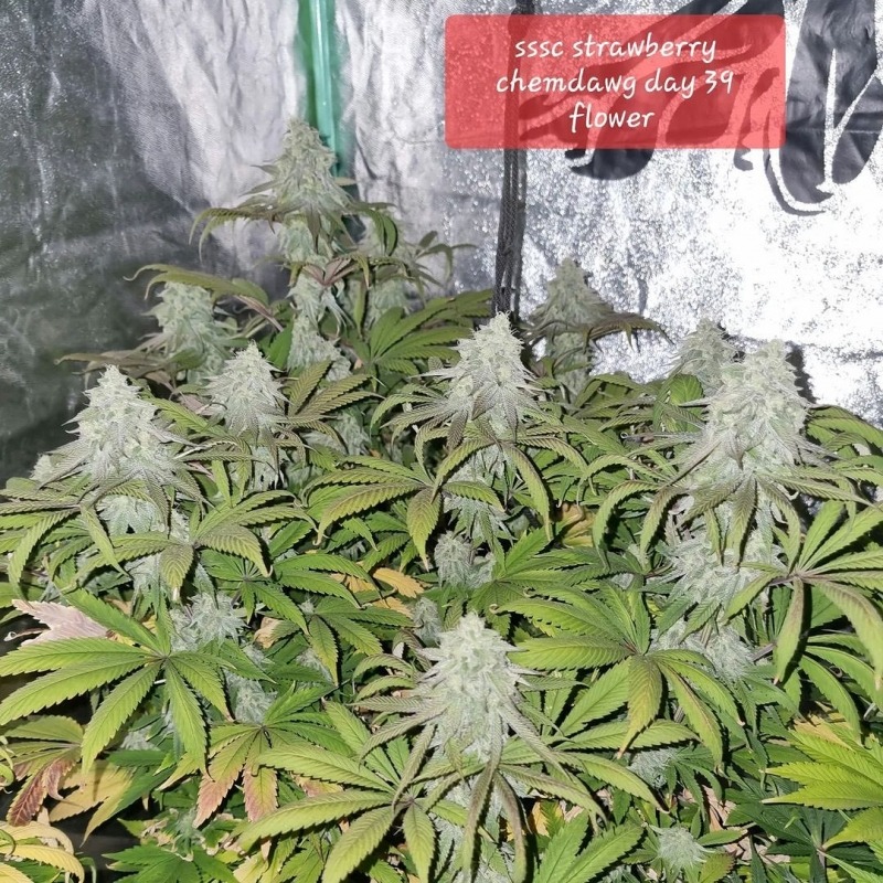 Strawberry Chemdawg OG - Imagem 2
