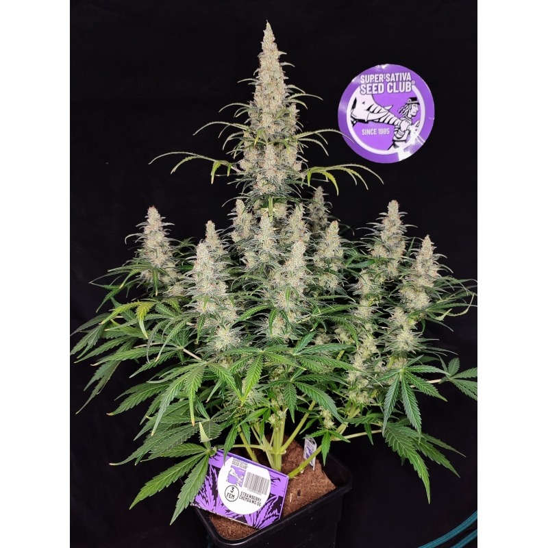 Strawberry Chemdawg OG - Imagem 3