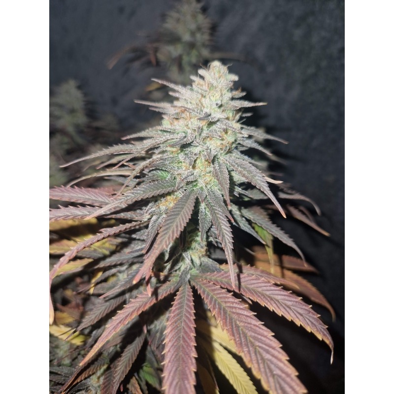 Strawberry Chemdawg OG - Imagem 4