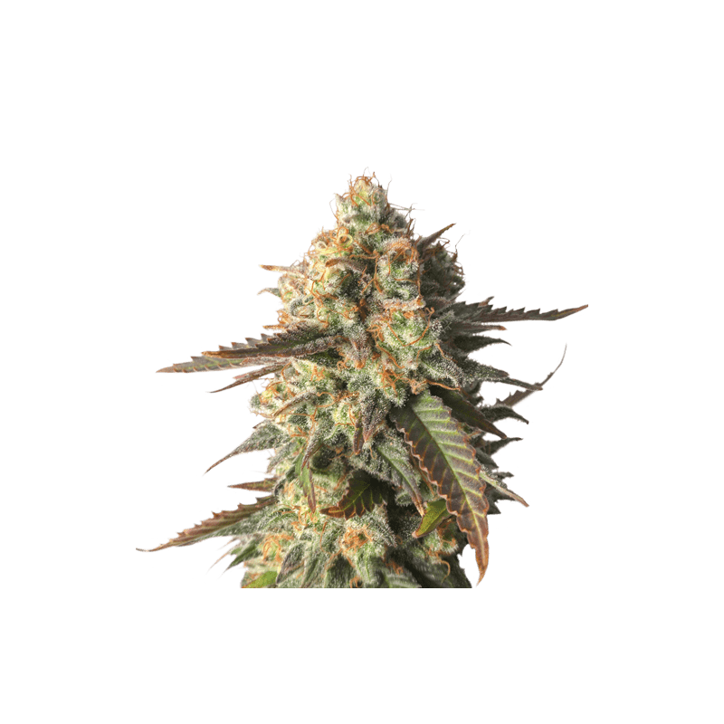 Strawberry Chemdawg OG - Imagem 5
