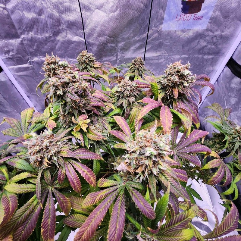 Strawberry Cookies - Imagem 4