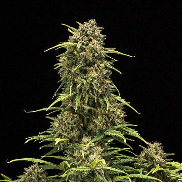 Sweet Skunk Auto - Imagem 5
