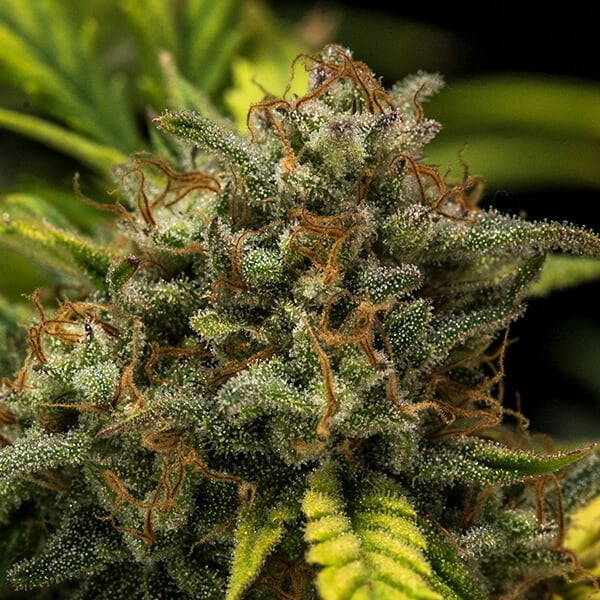Sweet Skunk Auto - Imagem 4