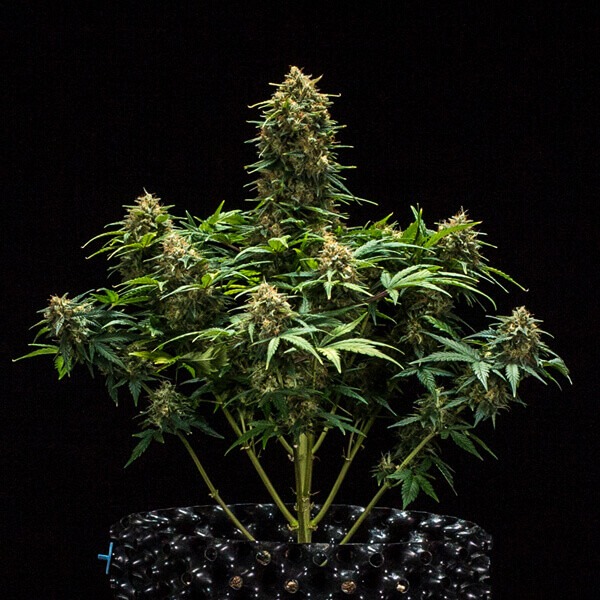 Sweet Skunk Auto - Imagem 2