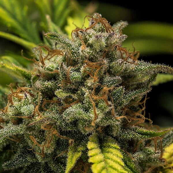 Sweet Skunk Auto - Imagem 6