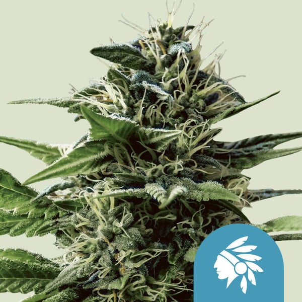Tatanka Pure Cbd - Imagem 3