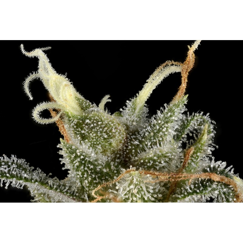 TNT Trichome - Imagem 3