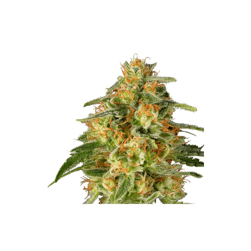 TNT Trichome - Imagem 4