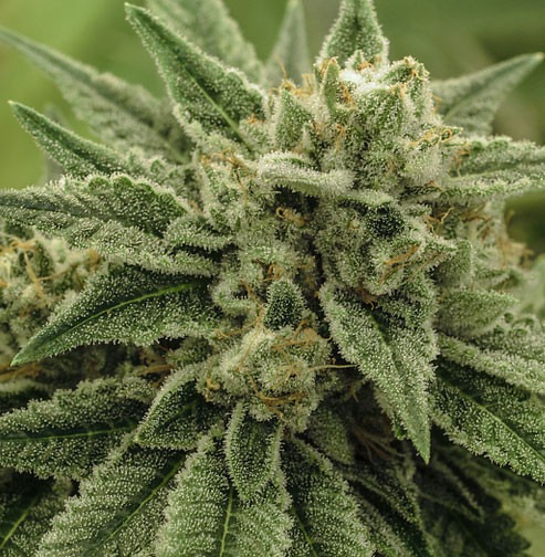 Wedding Cake - Imagem 2