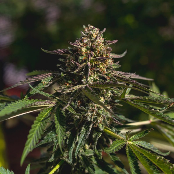 Wedding Gelato - Imagem 2