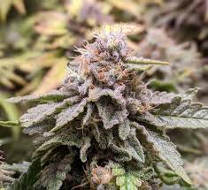 White Widow - Imagem 3
