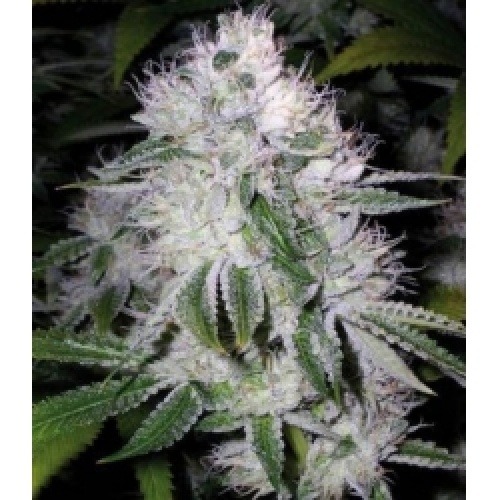 White Widow - Imagem 4