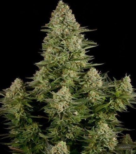 White Widow - Imagem 2